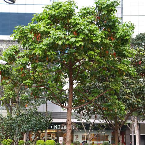 樹下植物 五行 香港